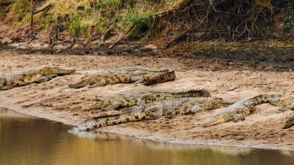 Nile crocodiles  (Crocodylus niloticus)