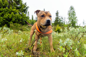 Staffordshire bullterrier puppy portrait outdoors in the forest with orange harness during rainy weather. Pet and animal photography concept.