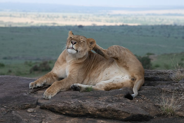 Fototapeta na wymiar Lion scratching ear