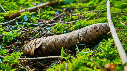 tannenzapfen im Moss, Waldboden, im Winter,