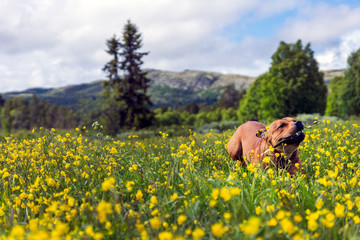 Happy Staffordshire bullterrier playing outdoors with stick in beautiful landscape environment during summertime. Yellow dandelions, green fields and mountains in the background with blue sky. 
