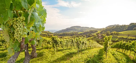 Fototapete Weinberg Reben in einem Weinberg mit Weißweintrauben im Sommer, hügelige Agrarlandschaft in der Nähe von Weingut an der Weinstraße, Steiermark Österreich