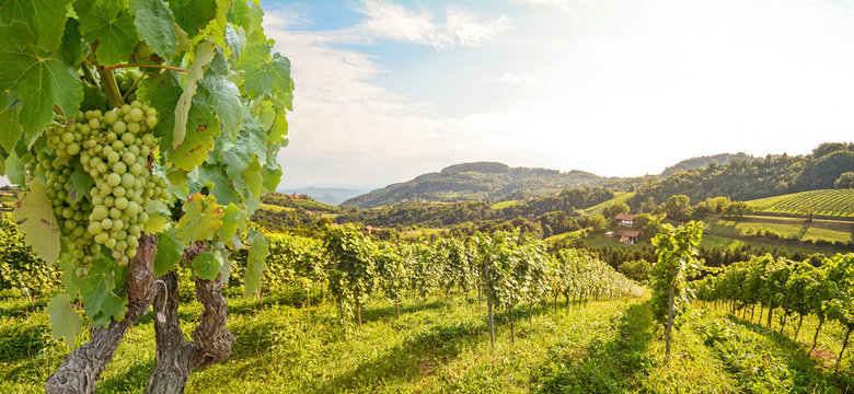 Vines in a vineyard with white wine grapes in summer, hilly agricultural landscape near winery at wine road, Styria Austria