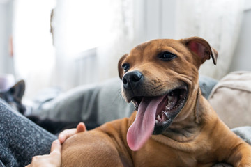 Staffordshire bullterrier are relaxing indoors panting and smiling while laying on the couch. Man's best friend and puppy photography concept.
