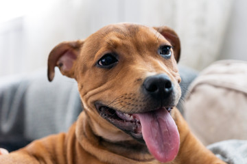 Staffordshire bullterrier are relaxing indoors panting and smiling while laying on the couch. Man's best friend and puppy photography concept.
