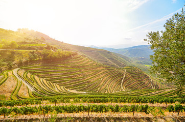 Vineyards with red wine grapes for Port wine production in winery near Douro valley and Duero...