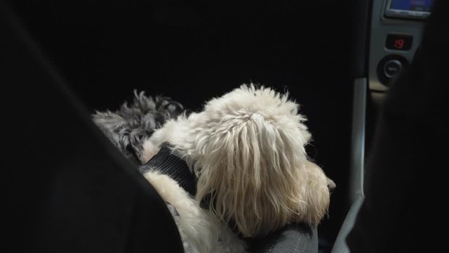Cute dog relaxing during a ride in the front seat of a car, a lowchen poodle taking a nap traveling on the road, tired pet asleep