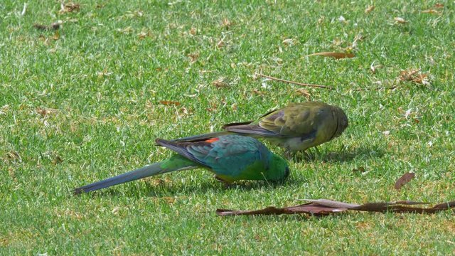 Couple of Red-rumped parrots, Psephotus haematonotus, picking for food in the grass, Australias wildlife and exotic birds in natural habitat
