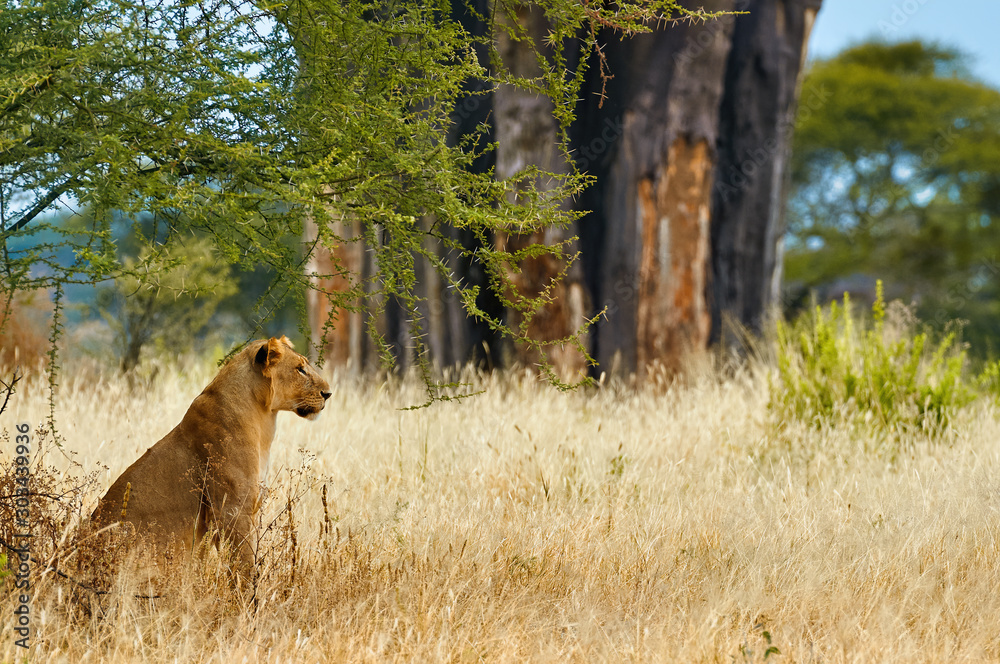 Sticker Lioness (Panthera leo) lying in the grass.