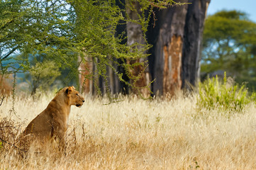 Lioness (Panthera leo) lying in the grass.
