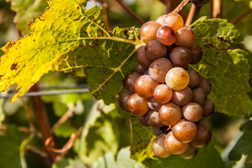 grapes on the vine