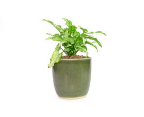 Arrowhead plant in green ceramic pot Isolated on white background. Commonly cultivated as a houseplant. Common names include: arrowhead vine, arrowhead philodendron, goosefoot, African evergreen.