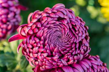 Red chrysanthemums close up in autumn Sunny day in the garden. Autumn flowers. Flower head