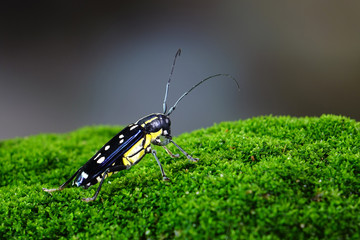 Long horn beetle in tropical forest of Thailand. The Asian white spots long horn beetle (Threnetica lacrymans), selective focus, blurred green forest background with copy space.