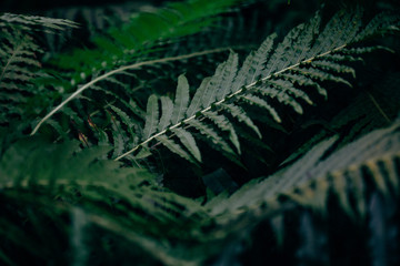 Leaves of ferns in the botanical garden