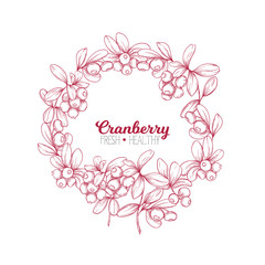 Plakat Cranberry. Element for design. Good for product label. Colored vector illustration. Graphic drawing, engraving style. Vector illustration