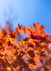 Red Maple Tree Leaves in autumn of Japan 