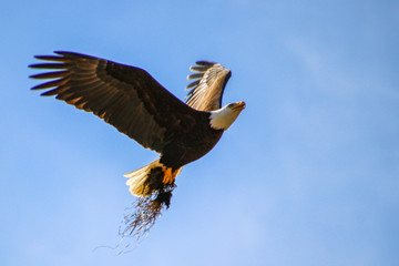 Bald Eagle in flight in British Columbia Canada