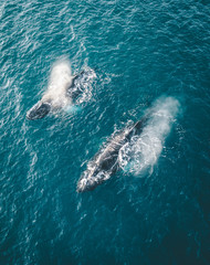 Aerial drone close up of Humpback whales with blow merrily feeding in the rich glacial waters among...