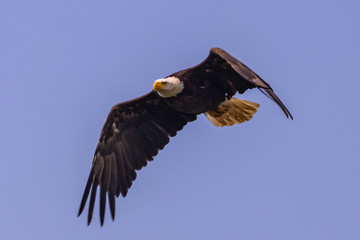 Bald Eagle in flight in British Columbia Canada