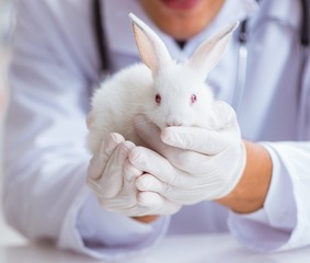 Vet doctor examining rabbit in pet hospital
