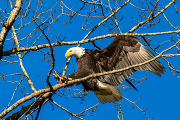 Bald Eagle in flight in British Columbia Canada