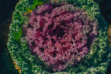 Decorative cabbage, ornamental cabbage, cauliflower, Brassica oleracea