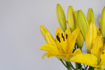 Yellow lilies on white background