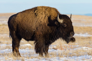 American Bison on the High Plains of Colorado