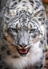 Naklejka na ściany i meble Snow Leopard Portrait