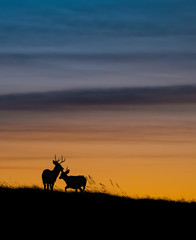 Fototapeta na wymiar Mule Deer Silhouette at Sunset 