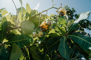 photo of cashew fruit growing on tree