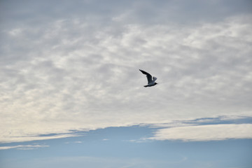 Fototapeta na wymiar Black headed gull (Chroicocephalus ridibundus) in flight in low evening light