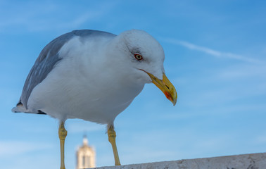 Big seagull on post close up