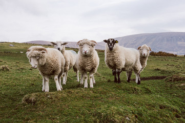 Obraz premium Sheep in the countryside