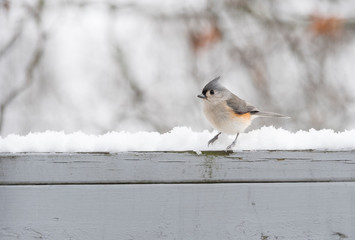 Tufted titmouse in winter
