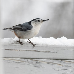 White breasted nuthatch in winter