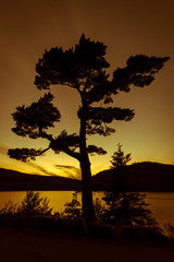 Tree silhouette at sunset in Acadia National Park