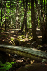 Bridge in forest