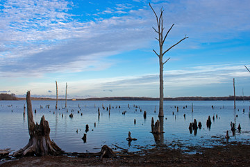 Dead trees with exposed root systems line the Manasquan Reservoir lake in Howell, New Jersey -02