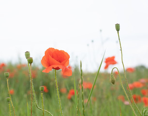 Poppy field. Wild poppy, red poppy. Unusual flowers. Red poppy flowers in the field.