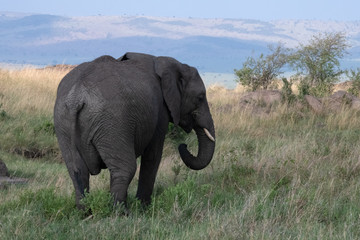 Fototapeta na wymiar Elephant in savanna