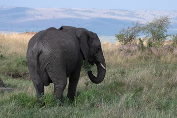 Fototapeta premium Elephant in savanna