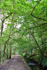 Obraz premium Souto da Retorta, also known as the Chavin eucalyptus, in Vivero, Galicia. Spain. Europe.