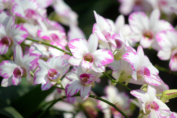 closeup of beautiful orchid flower