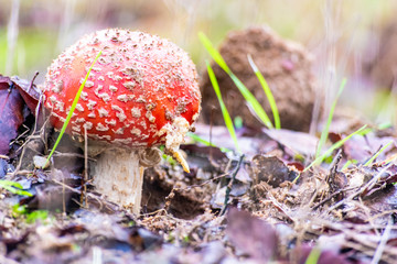 cogumelo Amanita muscaria