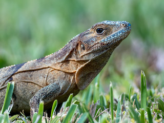 large iguana close up portrait