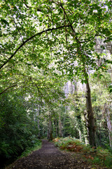 Fototapeta premium Souto da Retorta, also known as the Chavin eucalyptus, in Vivero, Galicia. Spain. Europe.