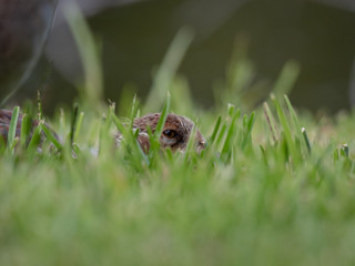 duck hiding in grass