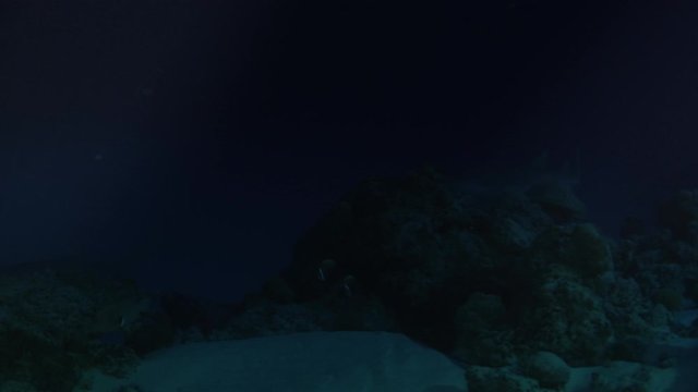 Tawny nurse shark, Ginglymostoma cirratum, at night in coral reef, Maldives Indian Ocean